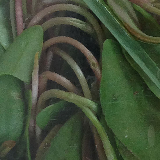 Joan Anderson photo of a leaf fermentation experiment.